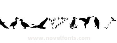 Birds And Friends