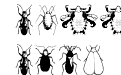 Insects1