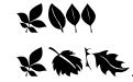 Leaves Leaves