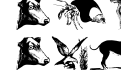 Animals Oldfashion Animals Oldfashion
