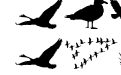 Birds And Friends Birds And Friends