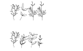 Ostara Leaves Regular Ostara Leaves Regular