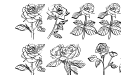 ROSES Regular ROSES Regular
