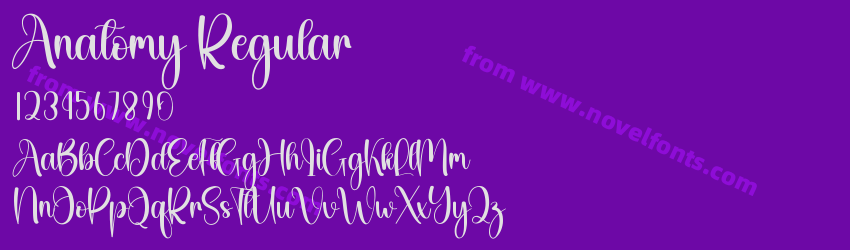 Anatomy RegularPreview Anatomy RegularPreview
