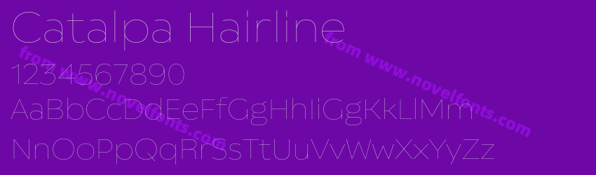 Catalpa HairlinePreview Catalpa HairlinePreview