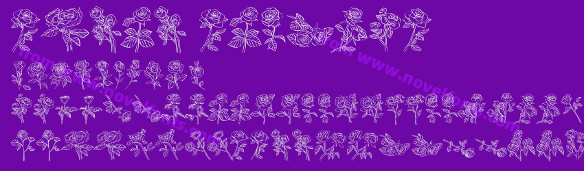 ROSES RegularPreview ROSES RegularPreview