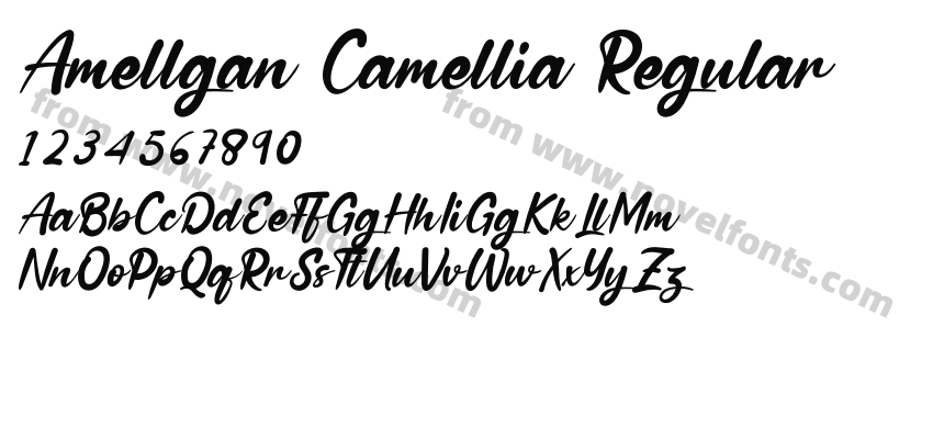 Amellgan Camellia RegularPreview