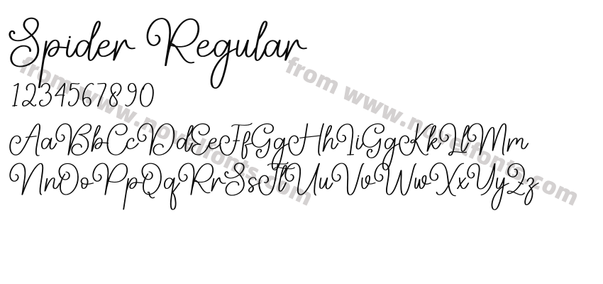 Spider RegularPreview