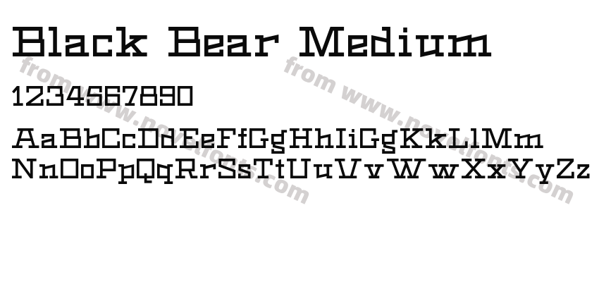 Black Bear MediumPreview