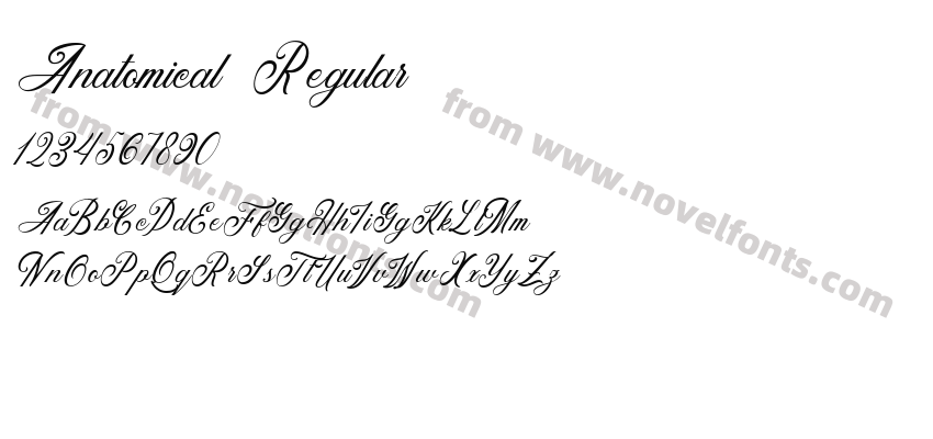 Anatomical RegularPreview