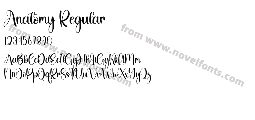 Anatomy RegularPreview
