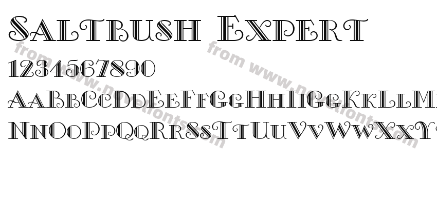 Saltbush ExpertPreview