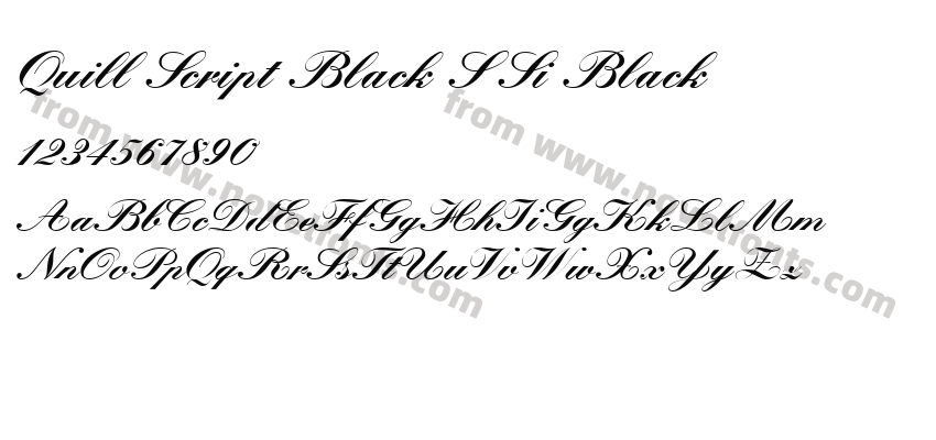 Quill Script Black SSi BlackPreview